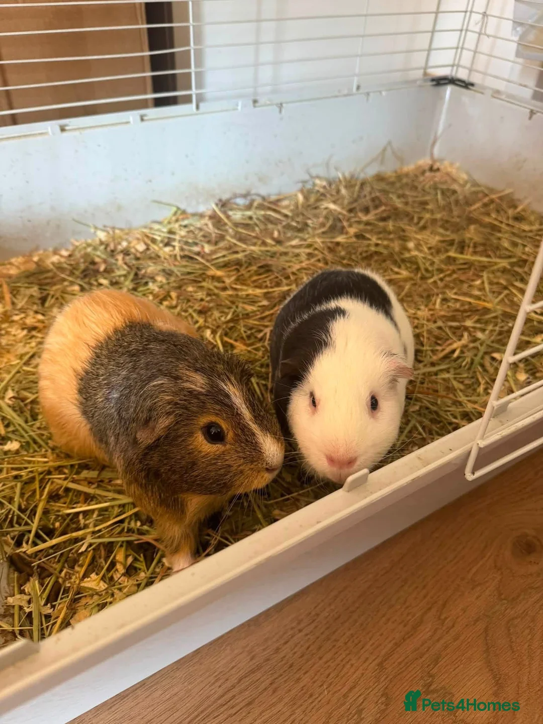 Guinea Pig rodents for sale: 2 male ginea pigs in Wigan - Advert 2