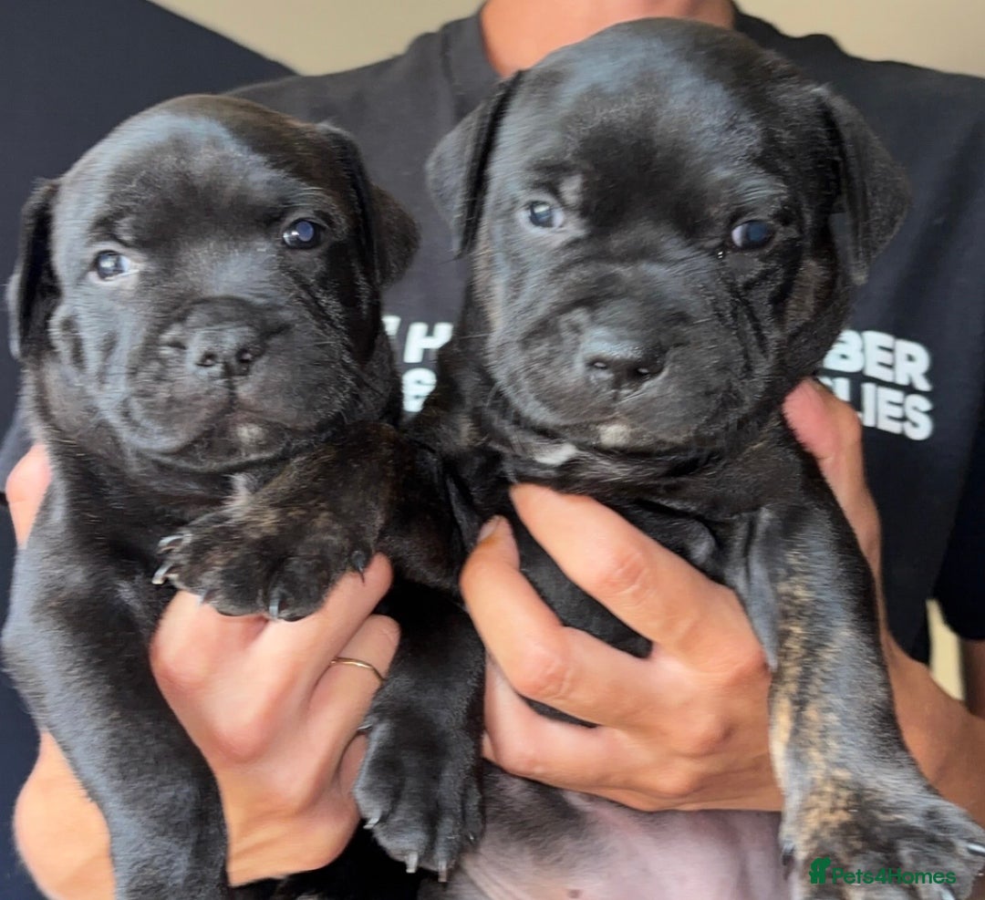 Staffordshire Bull Terrier dogs for sale: Staffy pups looking for their forever homes 🏡  - Image 16