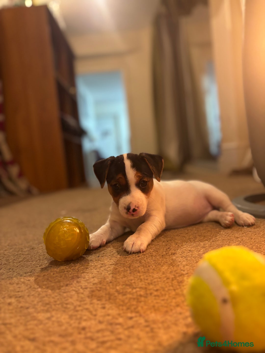 Jack Russell dogs for sale: Jack Russell terrier Pups!  - Advert 16