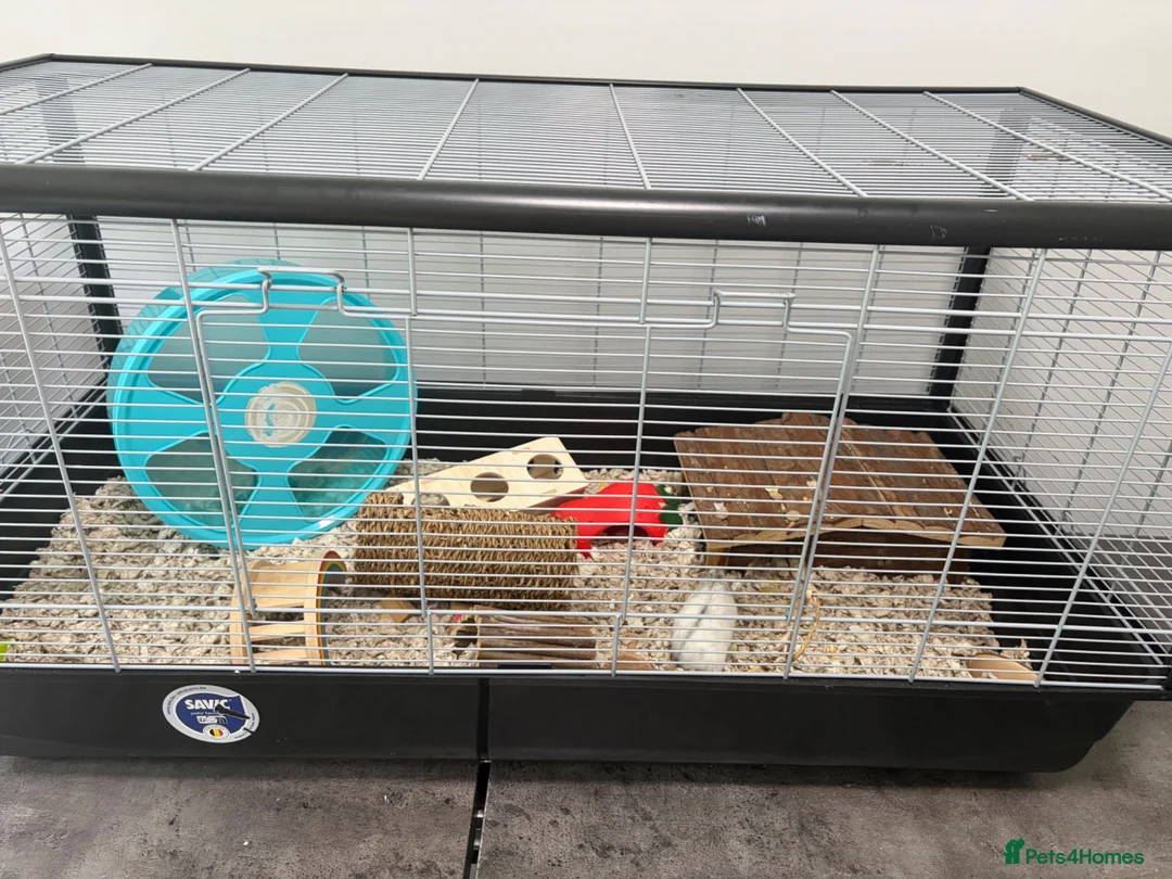 Hamster rodents for sale: Russian dwarf hamster + full set up in Bangor - Advert 2