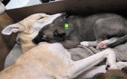 Shepsky dogs for sale: 3 Beautiful Female Bi-eyed Shepsky puppies  - Image 5