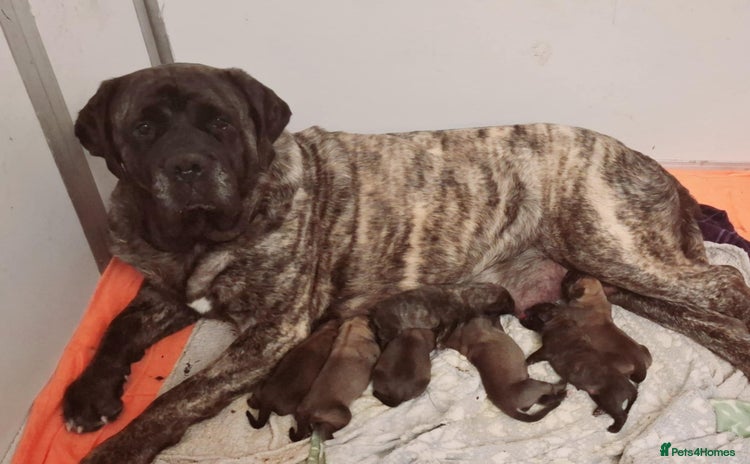 Mastiff dogs - Advert 8