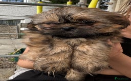 Shih Tzu dogs for sale: Shih tzu  - Image 9