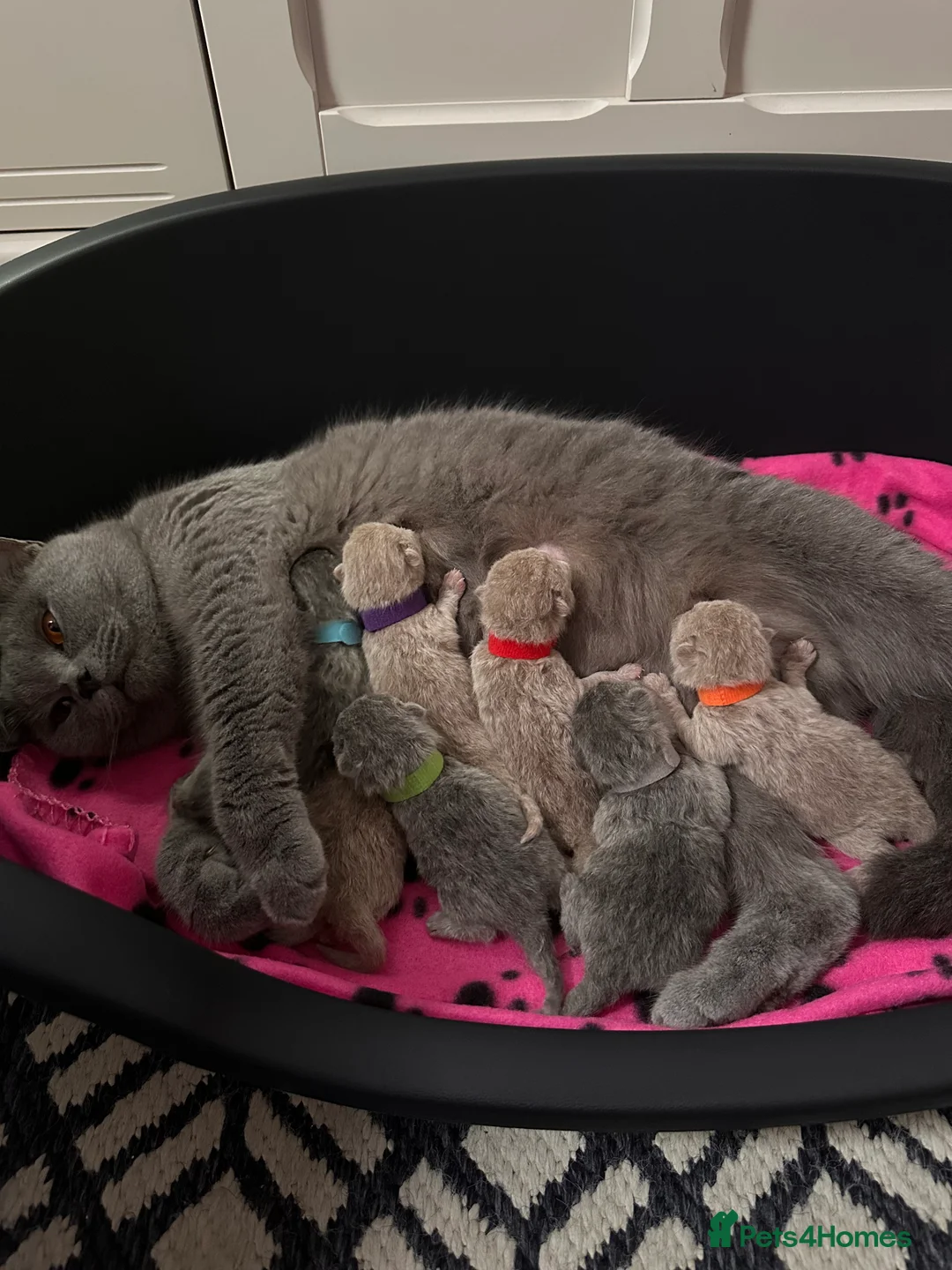 British Shorthair cats for sale: Blue British shorthair active GCCF - Advert 2