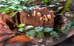 Mixed Breed reptiles for sale: Glacier isopods & terrarium  - Image 1
