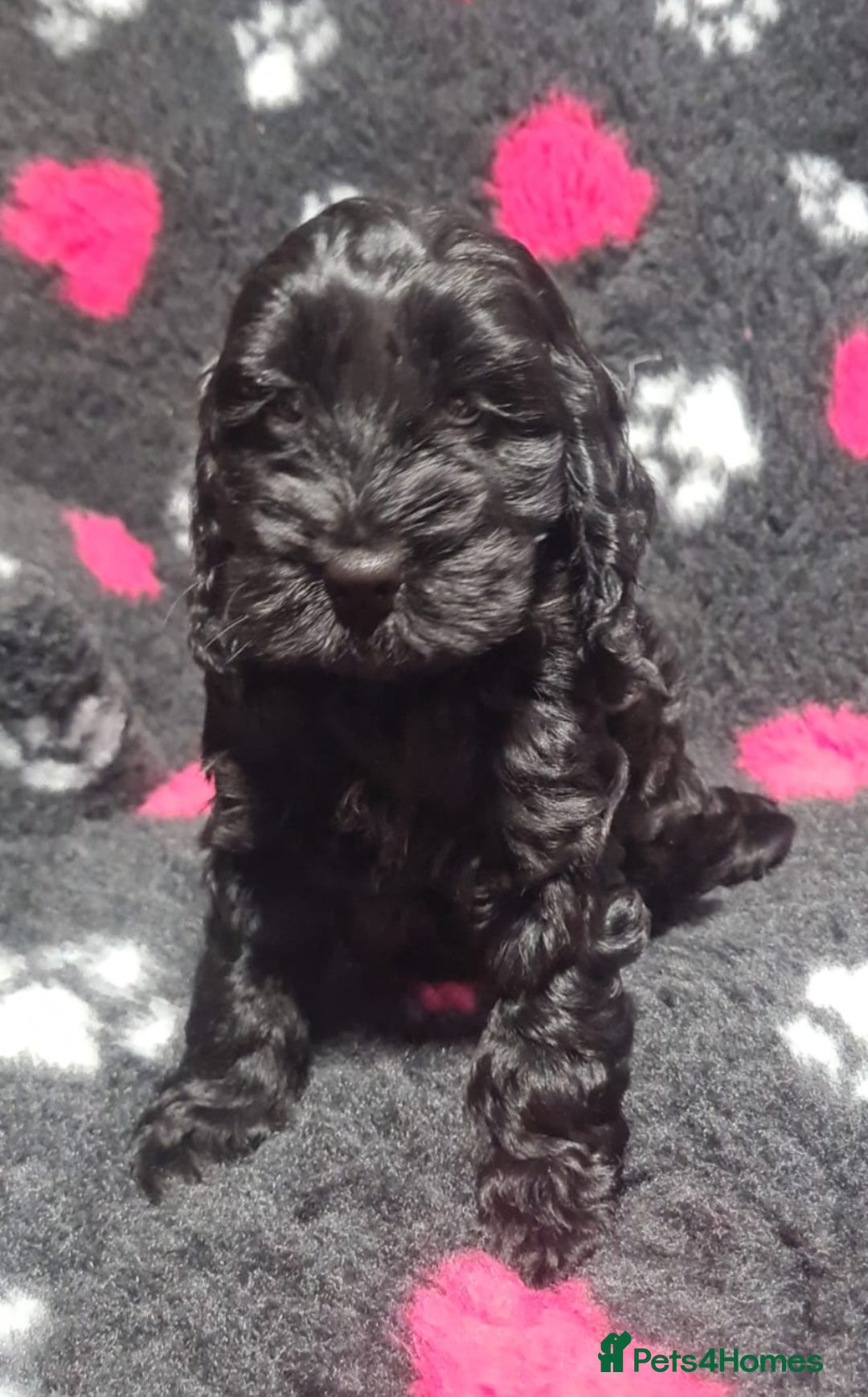 Cockapoo dogs for sale: Stunning F1 Cockapoo Girl  - Advert 4