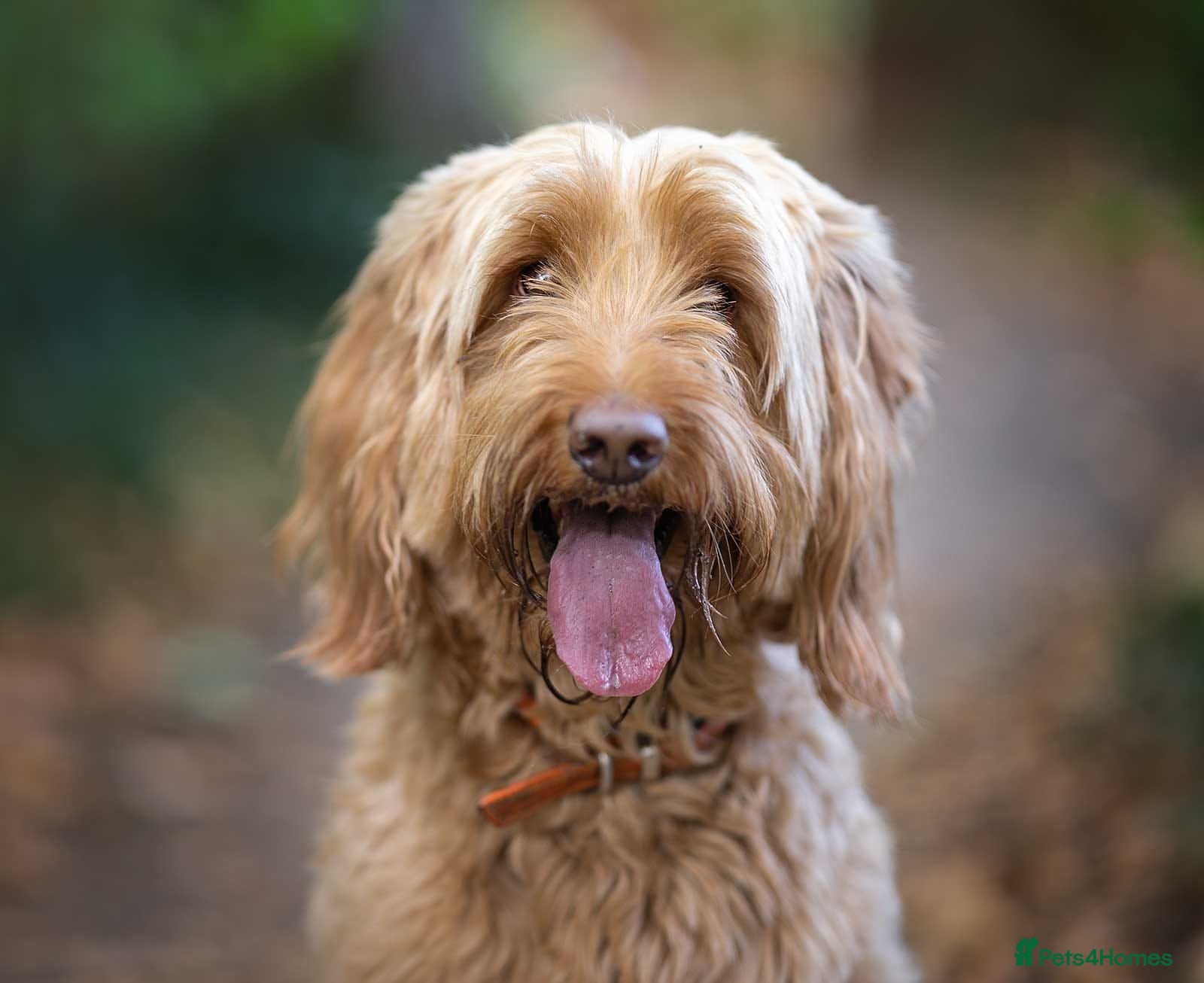 Mixed Breed dogs Gorgeous Ultimate Doodles - Advert 2