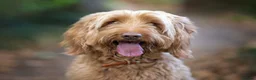 Mixed Breed dogs for sale: Gorgeous Ultimate Doodles - Advert 2