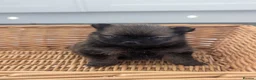 Pomeranian dogs for sale: Beautiful Teddy bear Pom puppies in Maidstone - Advert 2