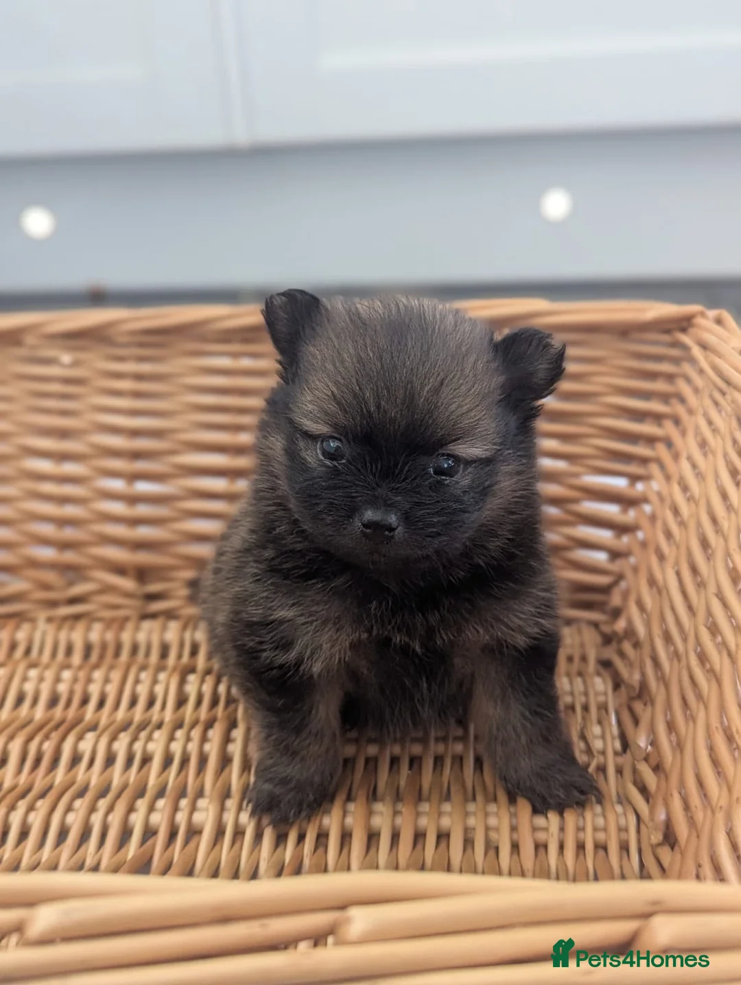 Pomeranian dogs for sale: Beautiful Teddy bear Pom puppies in Maidstone - Advert 2