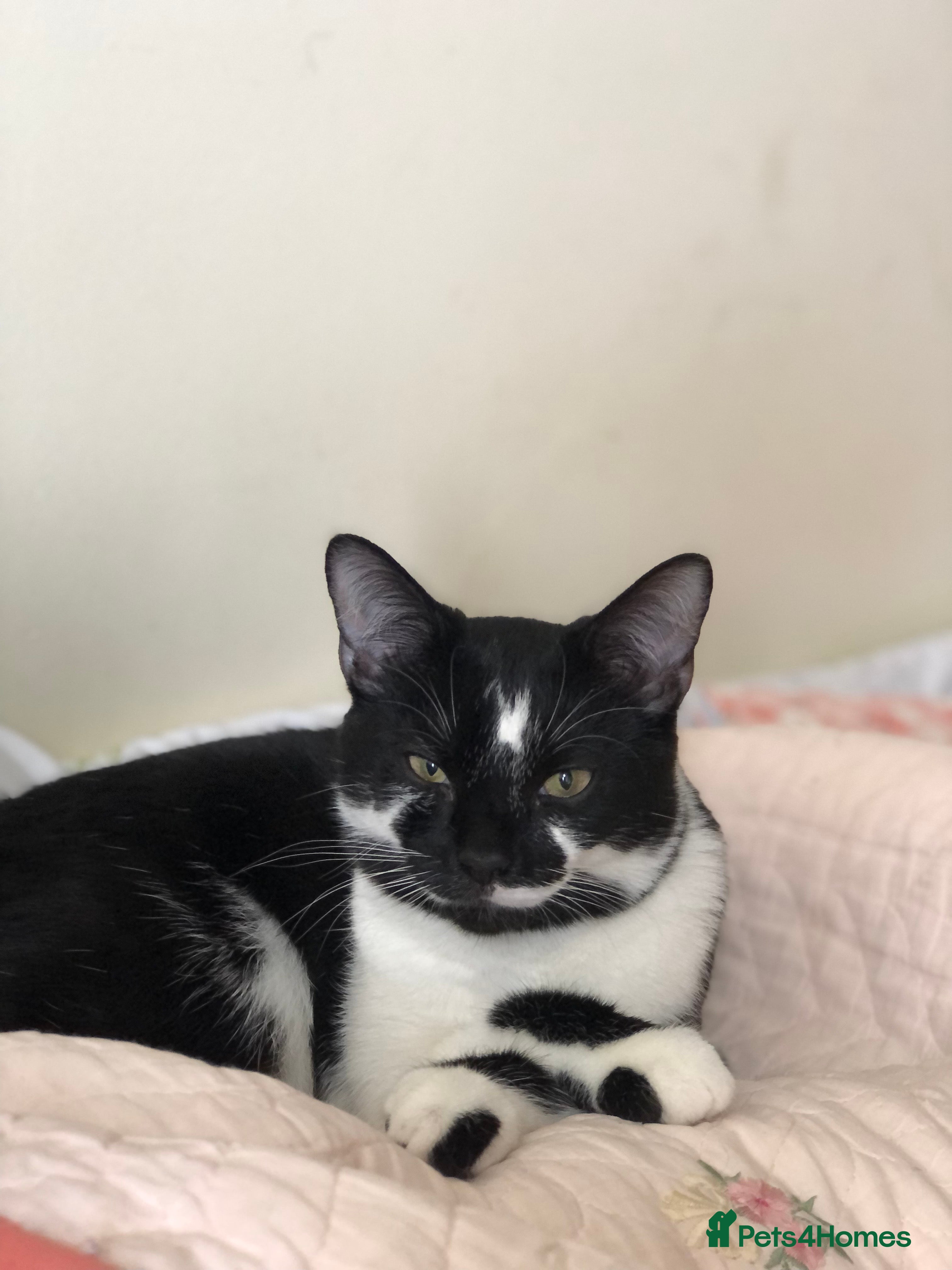 Domestic Shorthair cats Vaccinated Adorable domestic SH boy & calico girl - Advert 21