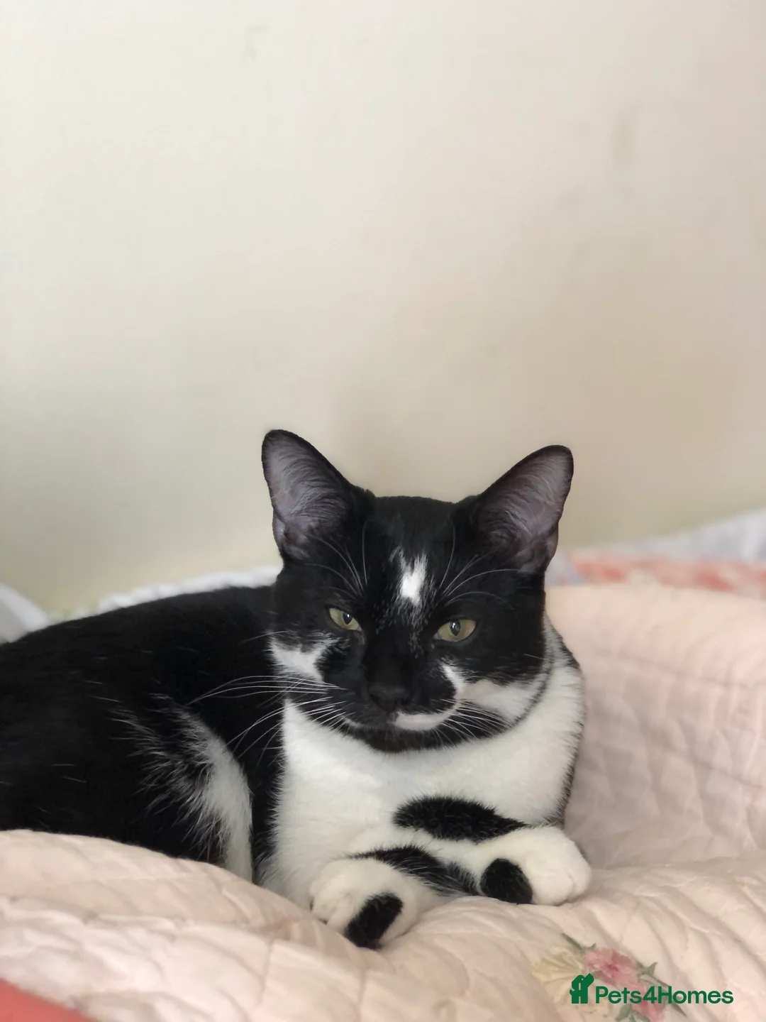 Domestic Shorthair cats for sale: Vaccinated Adorable domestic SH boy & calico girl - Advert 1