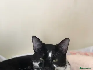 Domestic Shorthair cats Vaccinated Adorable domestic SH boy & calico girl - Advert 21