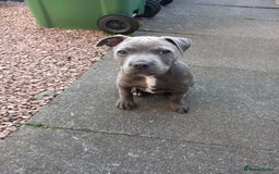 Staffordshire Bull Terrier dogs for sale: Staffy pup - Image 5
