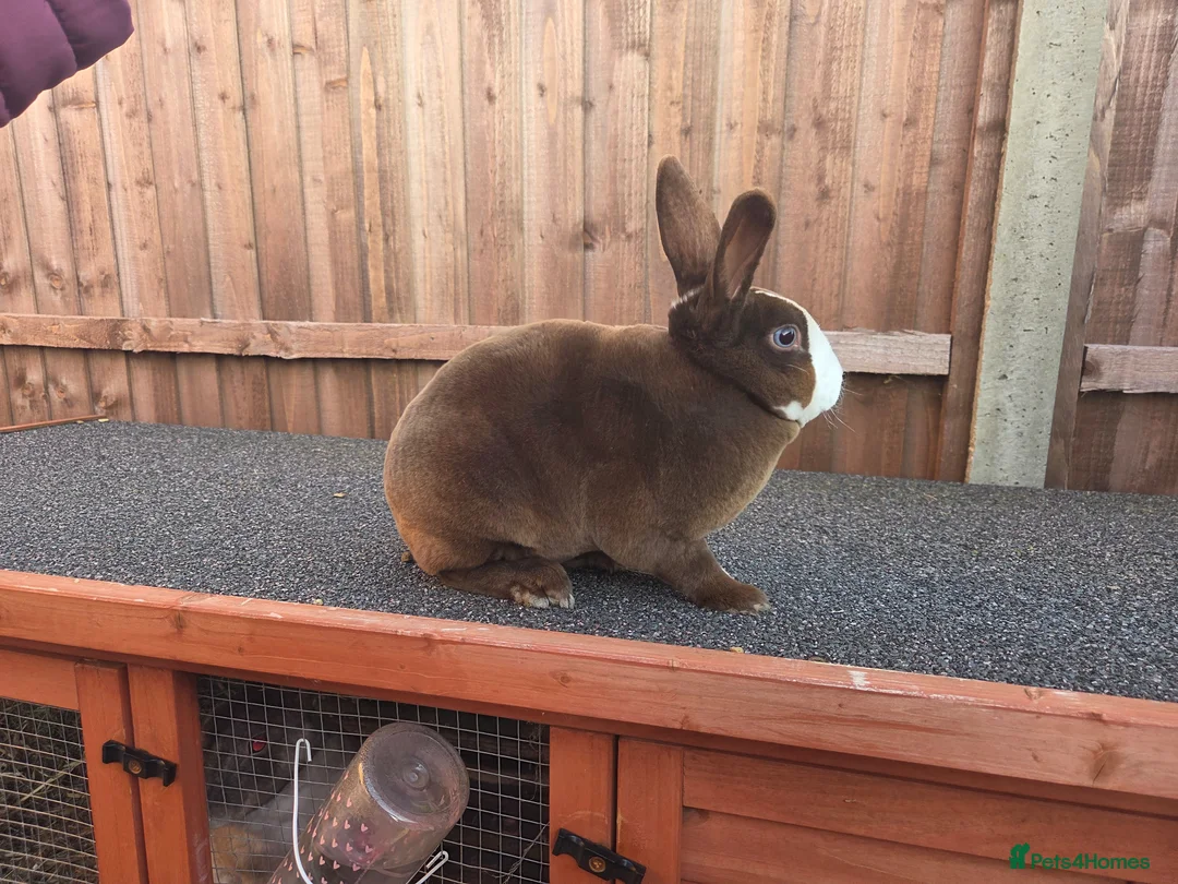 Rex rabbits for sale: Gorgeous Blue eyed chocolate vm mini rex - Advert 4