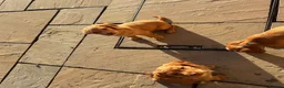 Cocker Spaniel dogs for sale: Cocker spaniel puppy’s  in Hartlepool - Advert 5