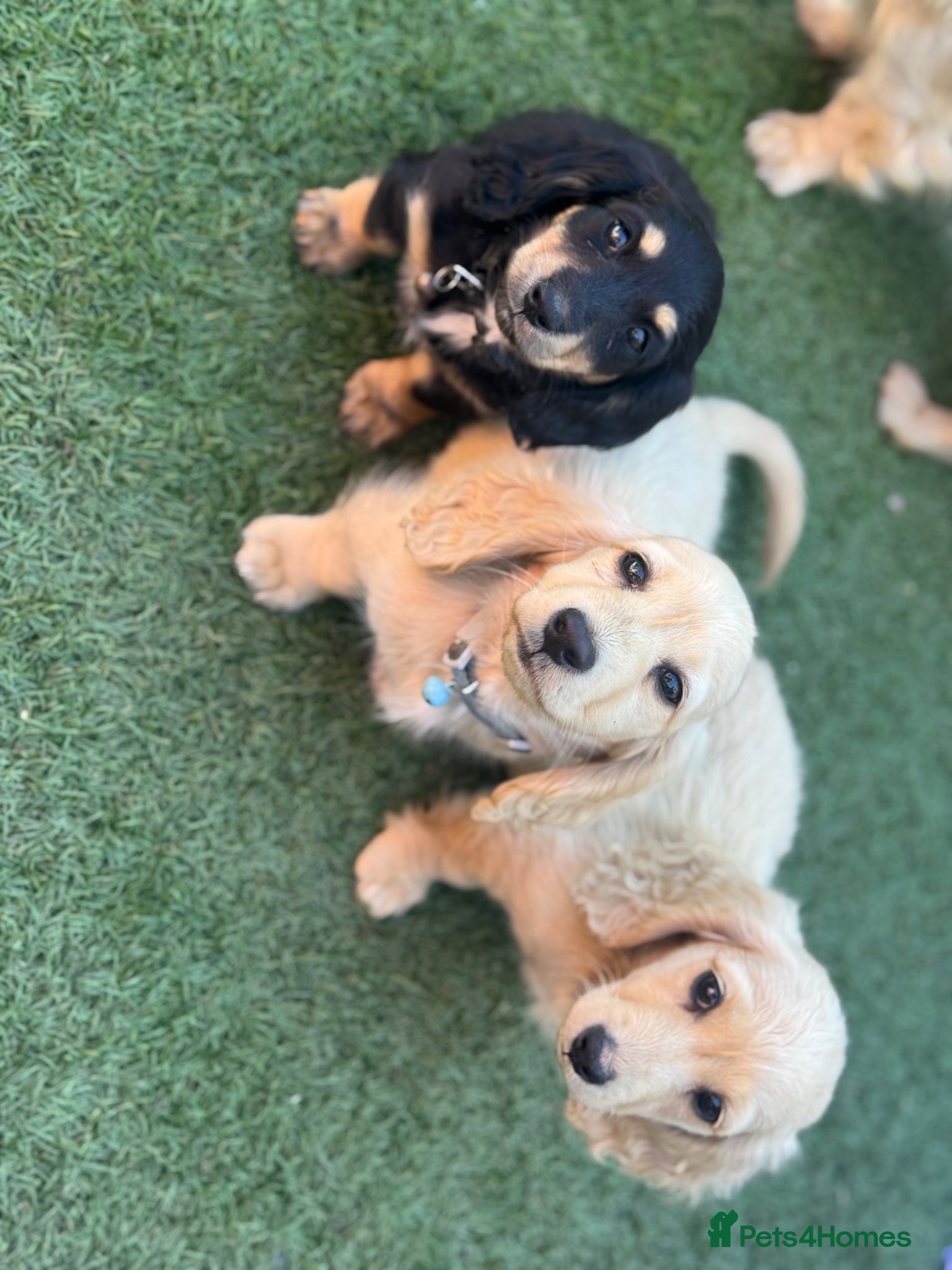 Miniature Dachshund dogs Cream long haired dachshund   - Advert 2