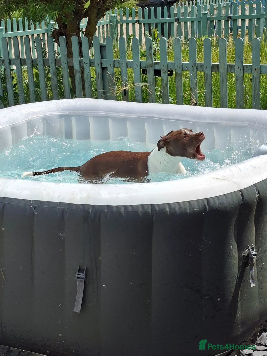 Staffordshire Bull Terrier dogs for sale: 8 month old girl in Walton on the Naze - Advert 2
