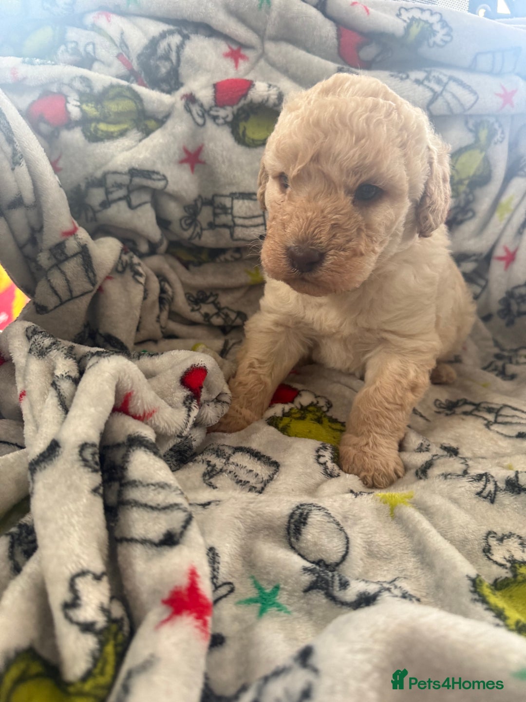 Labradoodle dogs for sale: Minature Labradoodles  - Advert 2