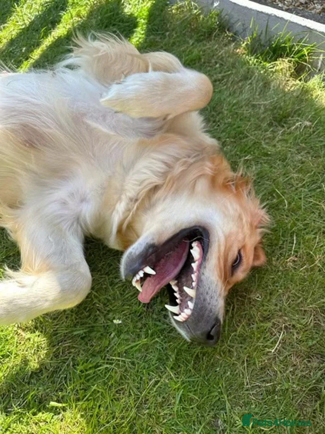 Golden Retriever dogs for sale: DARK GOLDEN RETRIEVER KC REG PEDIGREE 🐶  - Advert 3