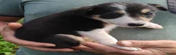 Border Collie dogs for sale: Border collie puppies - Advert 12