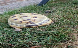 Tortoise reptiles for sale: Horsefield tortoise  in Colchester - Image 3