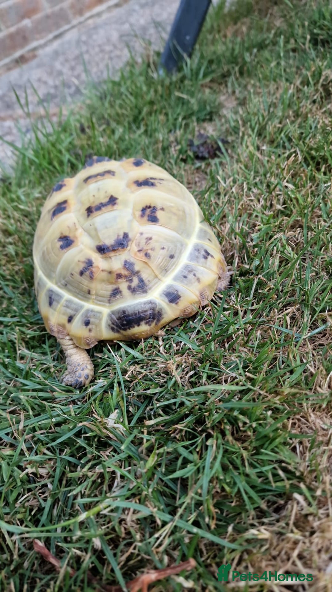 Tortoise reptiles for sale: Horsefield tortoise  in Colchester - Image 3