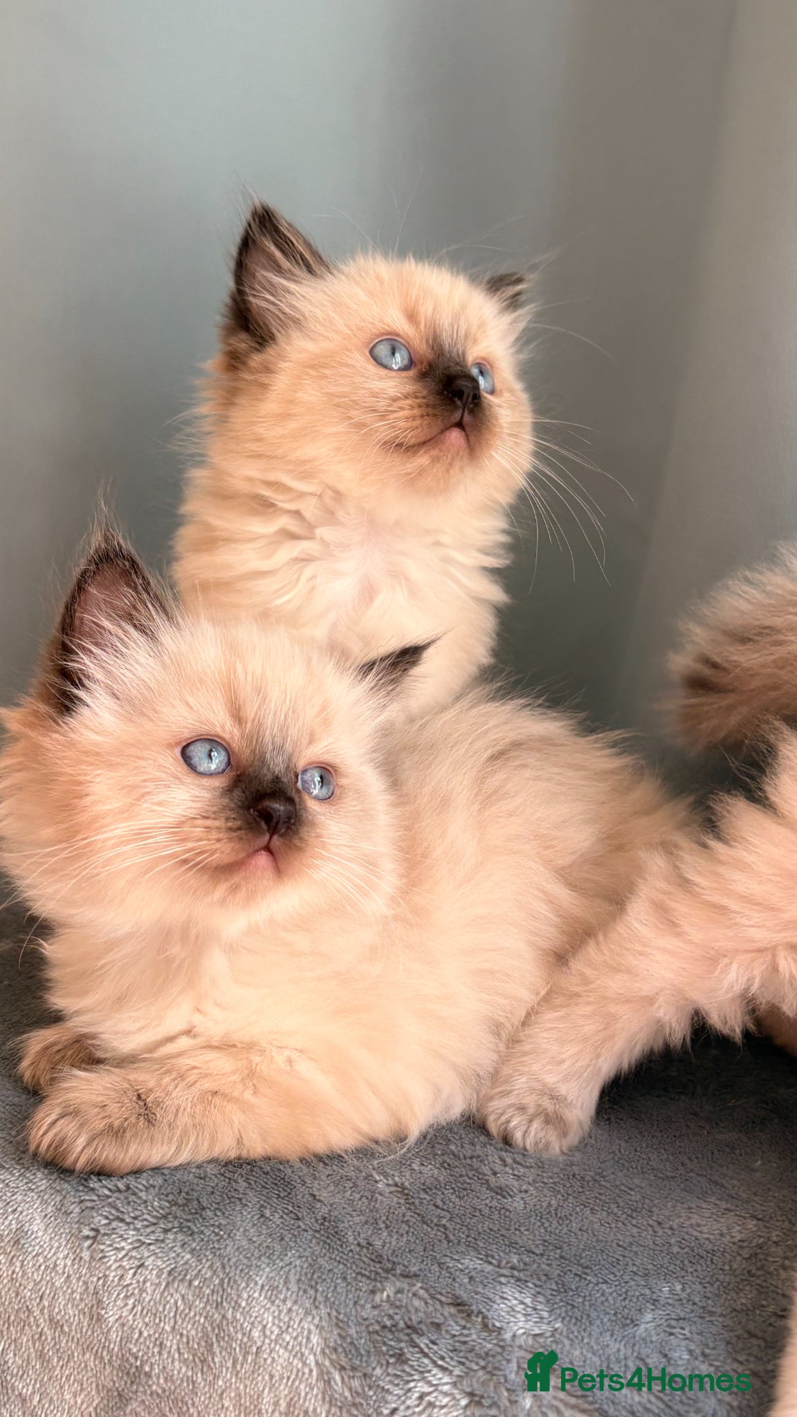 Ragdoll cats Beautiful Ragdoll Kittens – Seal & Blue Point  - Advert 2