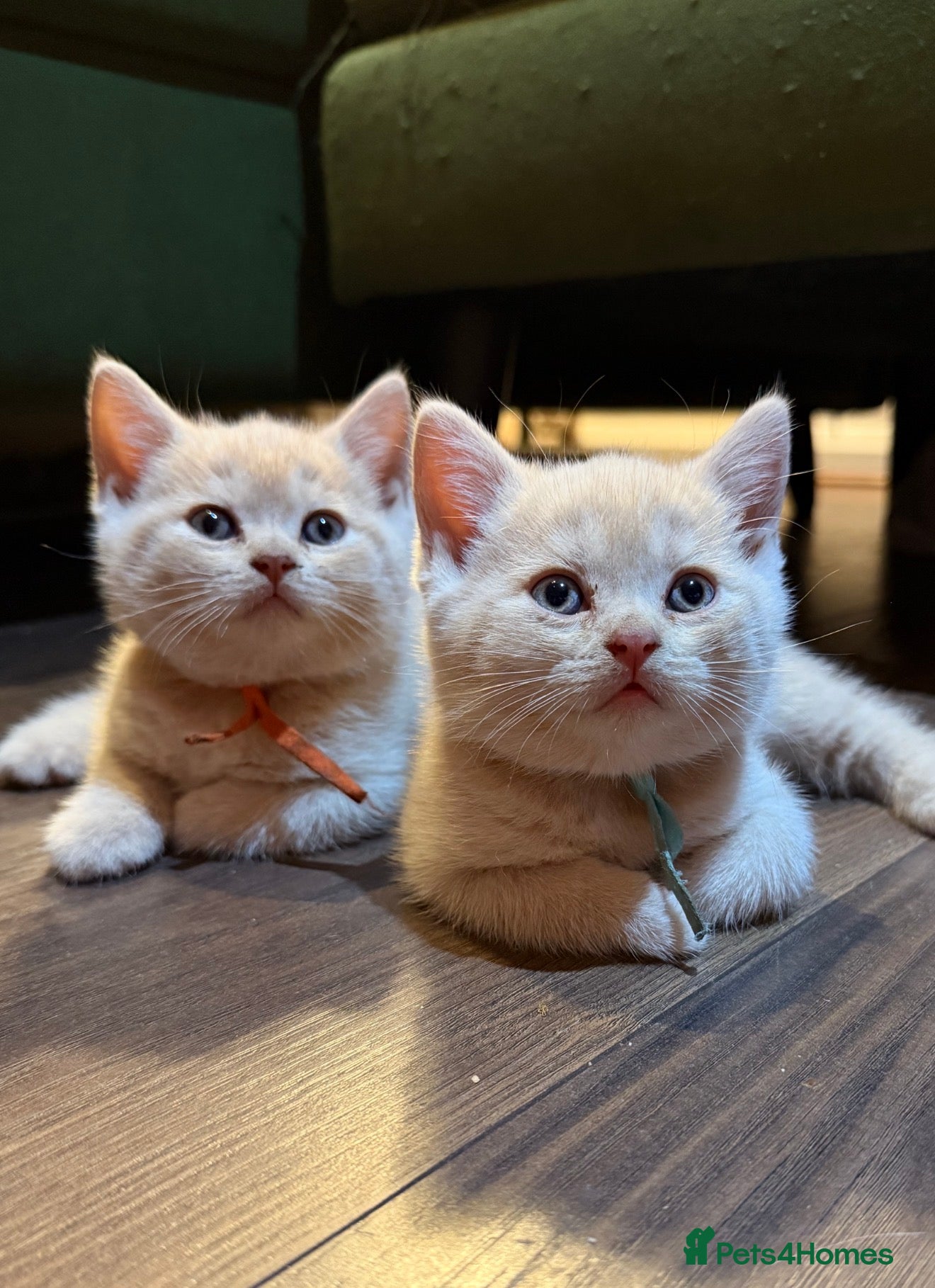British Shorthair cats Sought after cream kittens - Advert 1
