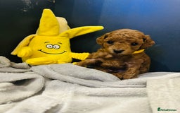 Toy Poodle dogs for sale: Tiny Toy Poodles - Advert 10