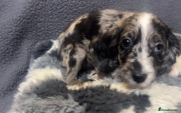 Cocker Spaniel dogs for sale: Roan cocker spaniels (blue eyes) - Image 7