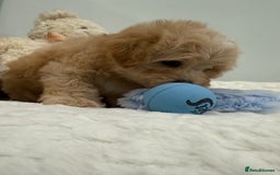 Maltipoo dogs for sale: 7 beautiful babies. Fully DNA &HEALTH tested clear - Image 9