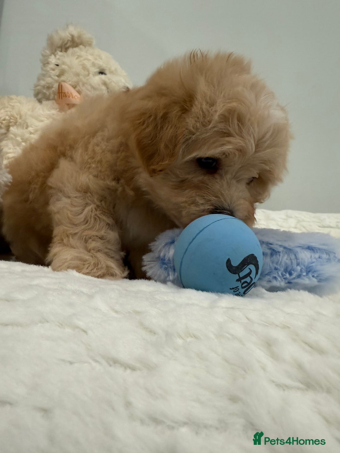 Maltipoo dogs for sale: 7 beautiful babies. Fully DNA &HEALTH tested clear - Image 9