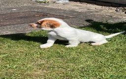 Sprocker dogs for sale: Hollie - Image 4
