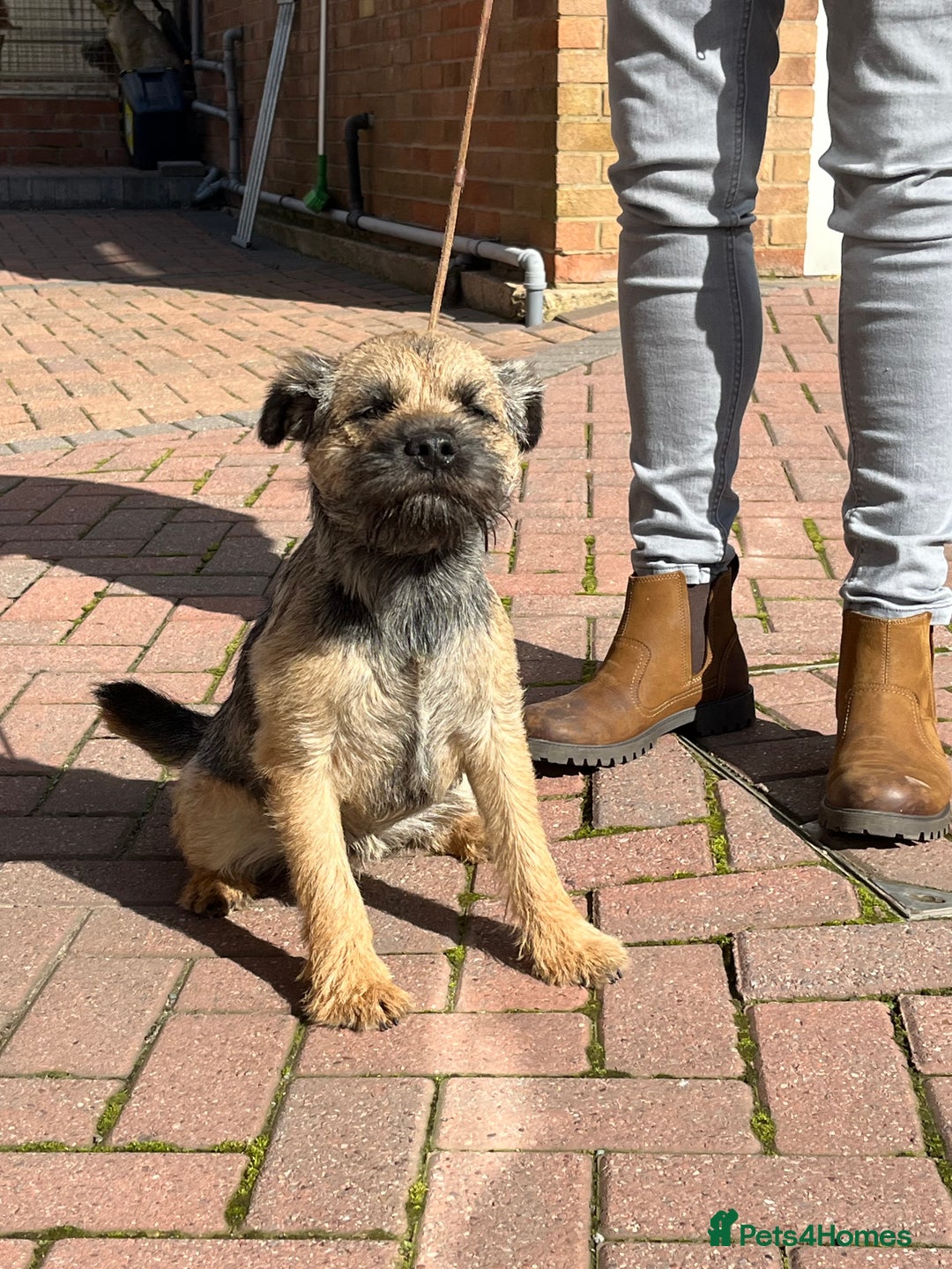 Mixed Breed dogs for sale: Male puppy - Image 7