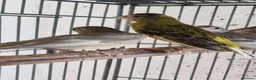 Canaries birds for sale: Canaries for sale  - Advert 18