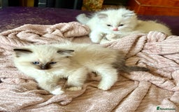 Ragdoll cats for sale: Ragdoll Kittens ready now* - Image 4