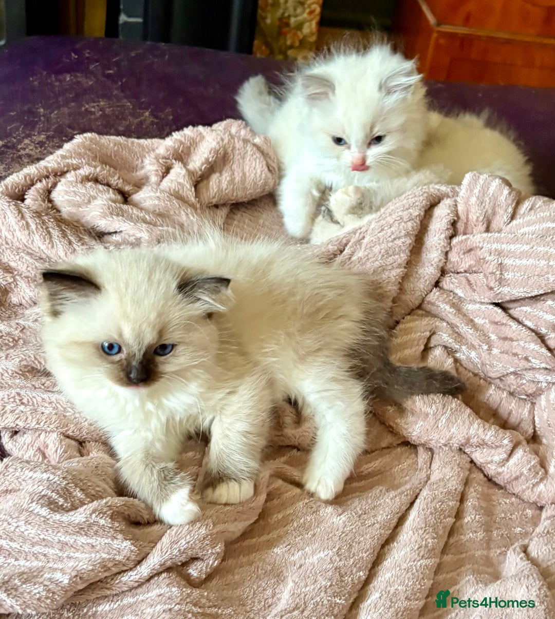 Ragdoll cats for sale: Ragdoll Kittens ready now* - Image 4