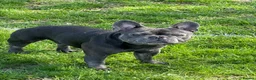 French Bulldog dogs for stud: Handsome boy for stud - Advert 3