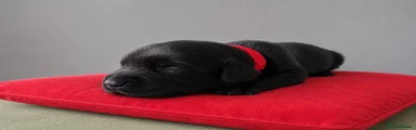 Labrador Retriever Puppy 6