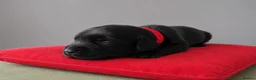 Labrador Retriever dogs for sale: KC Registered Pedigree Labrador Puppies - Advert 3