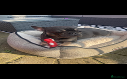French Bulldog dogs for sale: French bulldog pups  - Image 14
