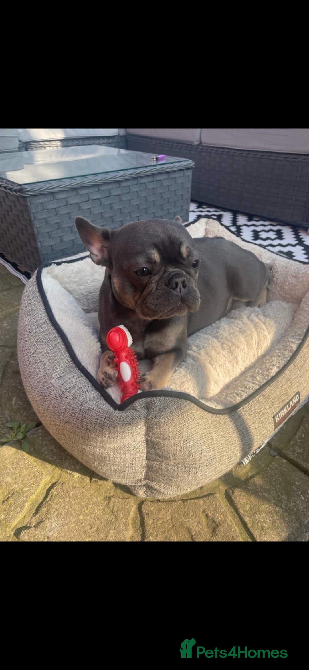 French Bulldog dogs for sale: French bulldog pups  - Image 14