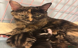 Mixed Breed cats for sale: 5 Gorgeous kittens for reserve - Image 26