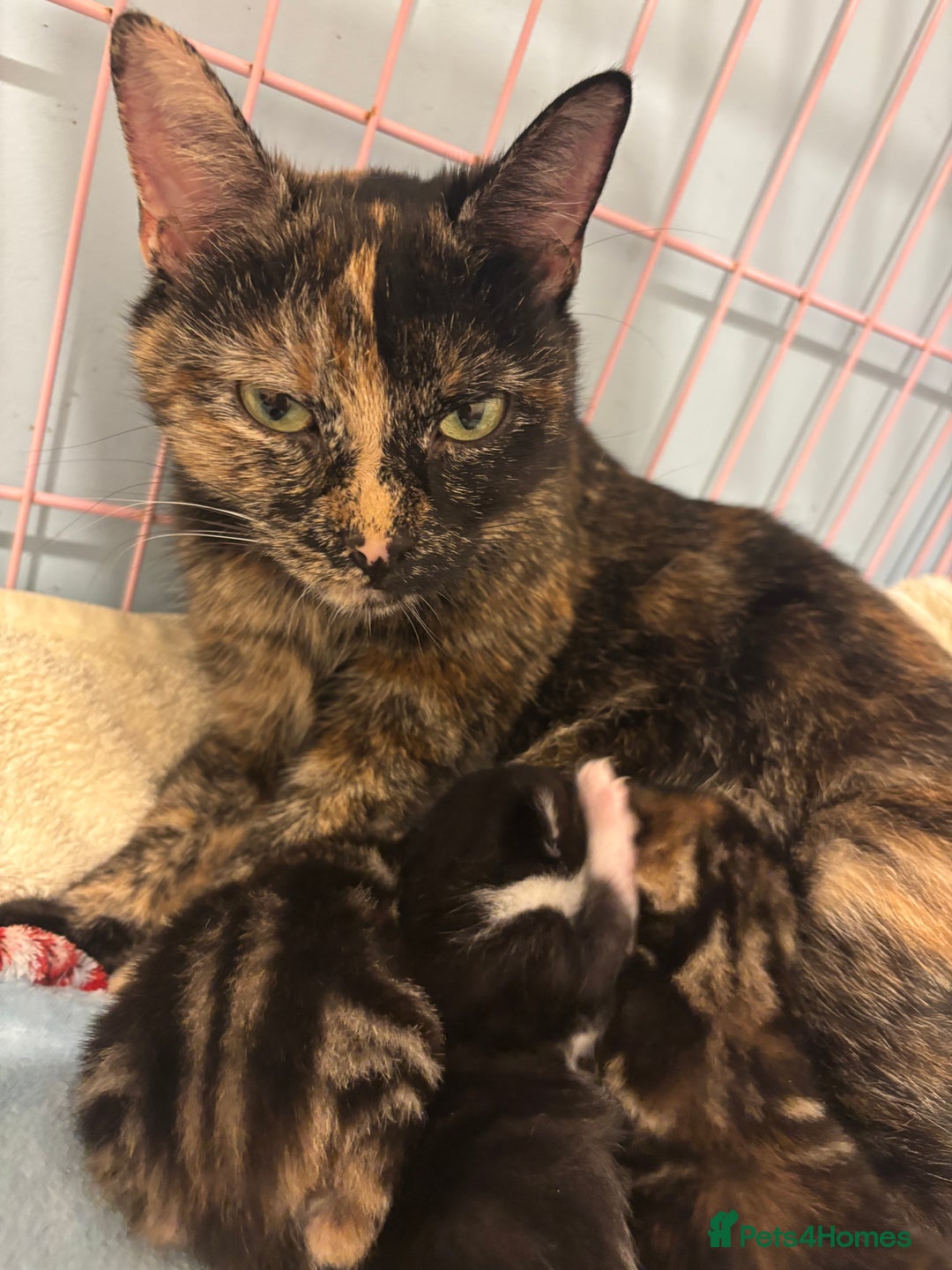 Mixed Breed cats for sale: 5 Gorgeous kittens for reserve - Image 26