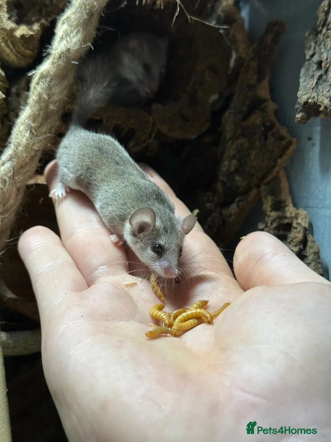 Mouse rodents for sale: Micro squirrels (African Pygmy dormice) in Grimsby - Advert 6