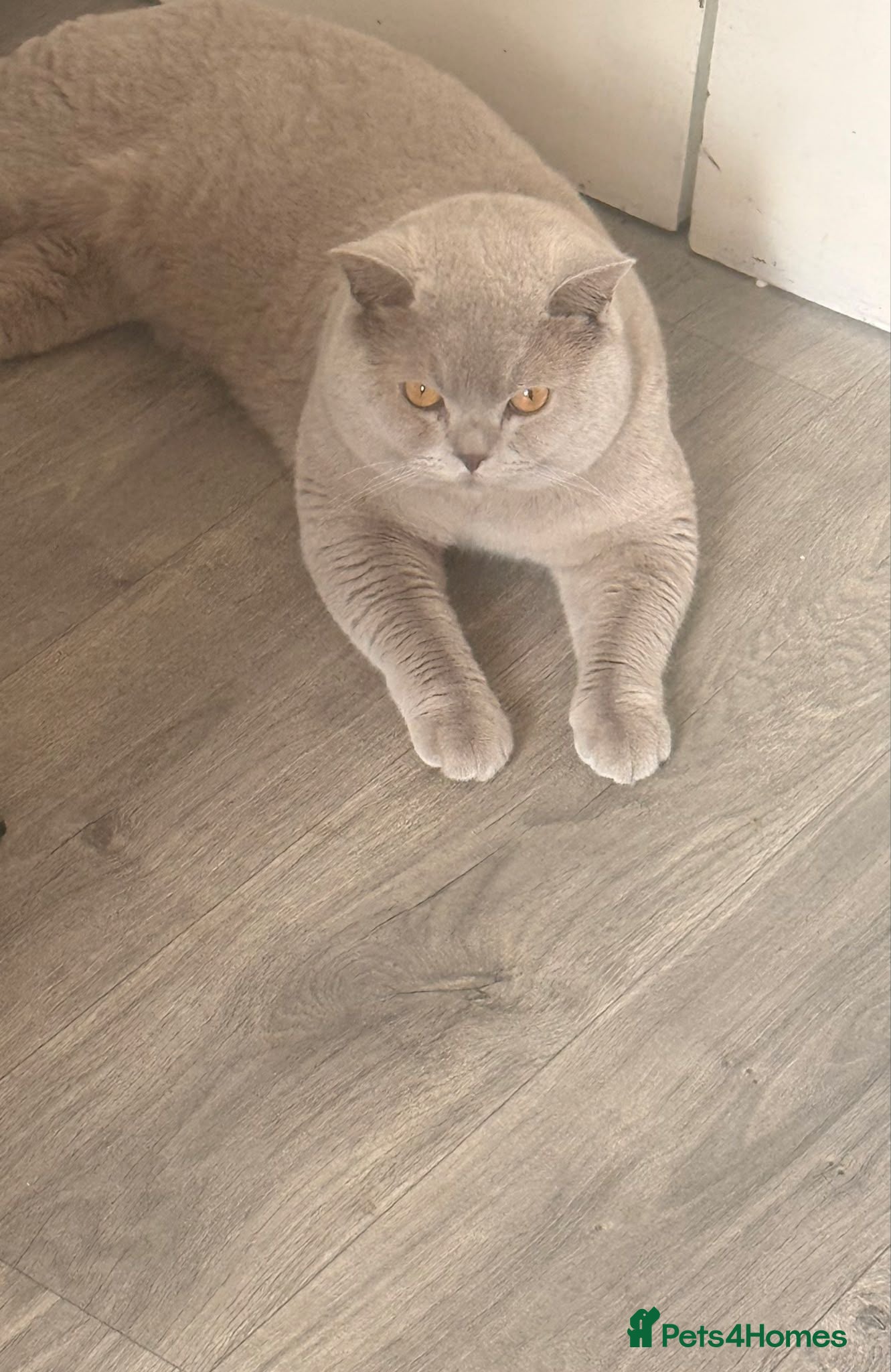 British Shorthair cats British short hair stud - Advert 1