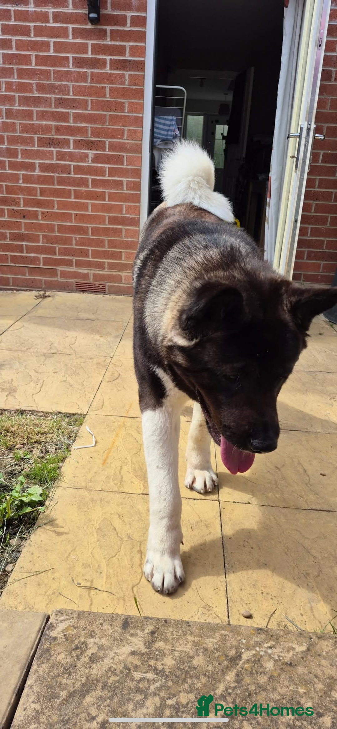 Akita dogs for sale: Bear American akita - Image 4