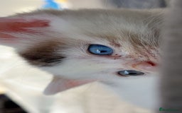 Mixed Breed cats for sale: 2 female kittens for sale  - Image 2