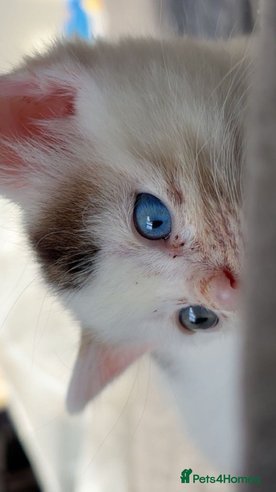 Mixed Breed cats for sale: 2 female kittens for sale  - Image 2
